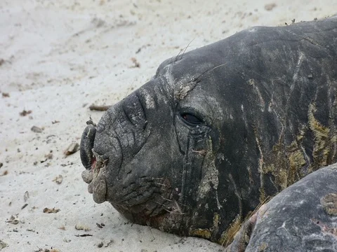 Extreme close-up of a Southern elephant seal during molt period Stock Footage