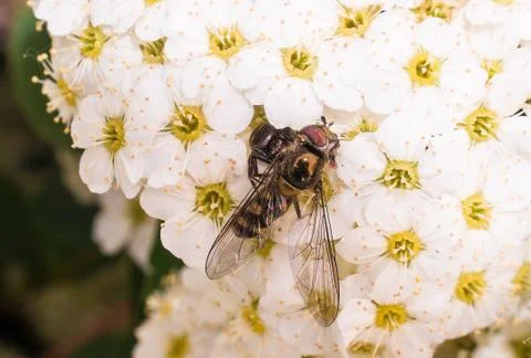 Extreme close up of spider attacks wasp with white flower in background Stock Photos