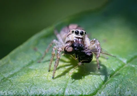 Extreme close up of spider attacks wasp, green leaf in background Stock Photos