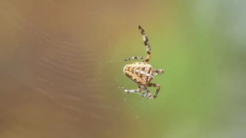Extreme close up of a spider weaving its web with blurred background Stock Footage 284108884