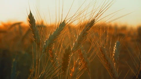 Extreme Close-Up Spikelets of Wheat Swaying in the Wind in the Light of the Dawn Stock Footage 113259914