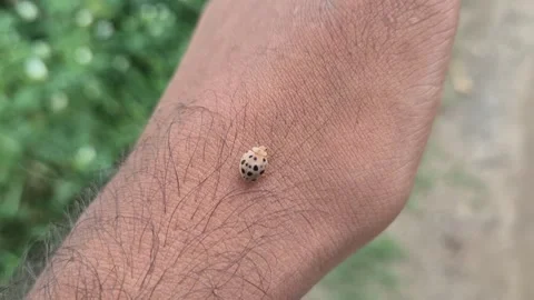 Extreme Close Up Of Spotted Ladybug Beetle Crawling On Human Hand Skin Stock Footage 341941838