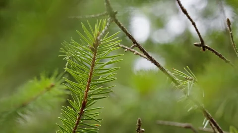 Extreme close up of a spruce pine tree filmed in slow motion Stock Footage 293070075