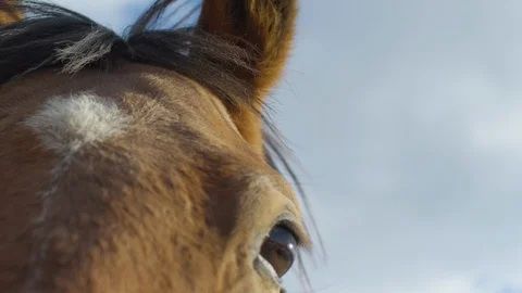 Extreme close up of a stallion's eye Stock-Footage 86834984