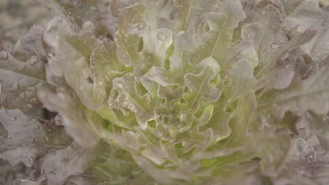 Extreme Close-up Static Shot of Organic Red Leaf Lettuce with Water Drops Stock Footage 320633332