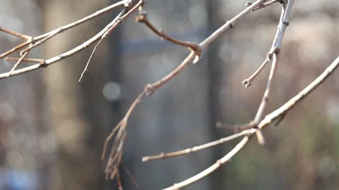 Extreme close up stick Stock Footage 122486843