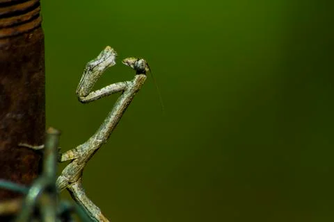 Extreme close-up of a stick insect on a rusty pole Stock Photos