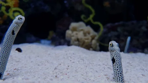 Extreme close up of string fish in aquarium fish tank Stock Footage 118666662