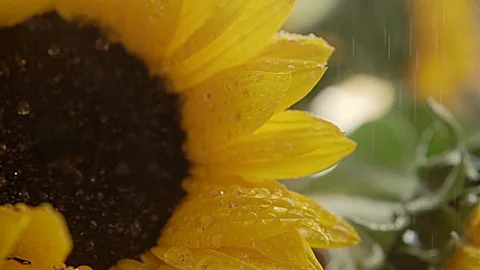 EXTREME CLOSE UP TO SUNFLOWER WITH FALLING RAINDROP Vidéo 107307665
