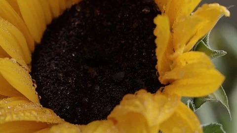 EXTREME CLOSE UP TO A SUNFLOWER WITH RAINDROPS Video stock 107304182