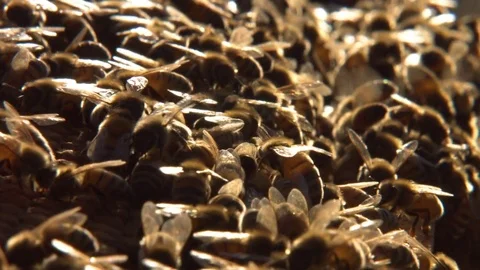 Extreme Close Up of Swarm of Bees Crawling in Beehive. Stock Footage 85270010