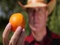 Extreme Close Up Sweet Mandarin Fruit Farmer Man Show Bio Farm Quality Control 4k or 4k+ Resolution