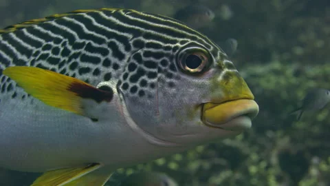 Extreme close up sweetlips Stock Footage 131094908