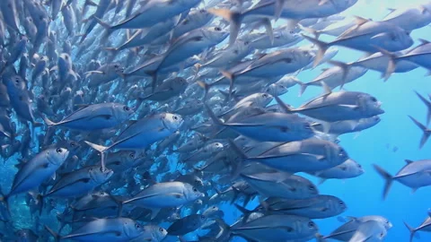 Extreme Close-up of Swirling Jackfish Silver Vortex - 4K Stock Footage 333540426