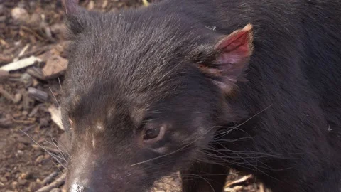 Extreme Close-up of Tasmanian Devil's Head, With Dark Fur, Long Whiskers, And Stock Footage 333656921
