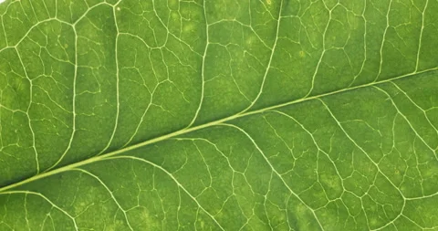 Extreme close-up texture of green leaf veins. Rotation of the green leaf Stock Footage 164685429