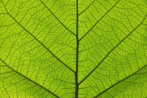 Extreme close up texture of green leaf veins 스톡 사진