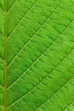 Extreme close up texture of green leaf veins. Stock Photos