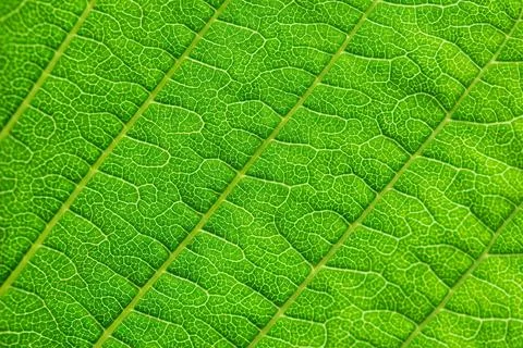 Extreme close up texture of green leaf veins. Stock Photos