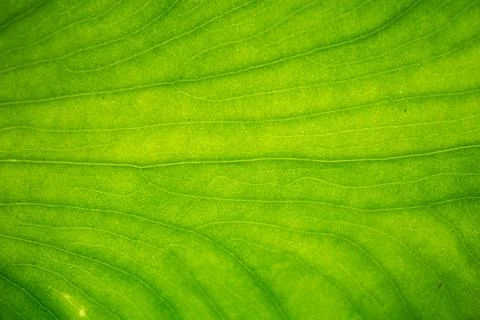 Extreme Close Up Texture Of Green Leaf Stock Photos