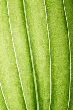 Extreme close up texture of leaf veins 写真素材