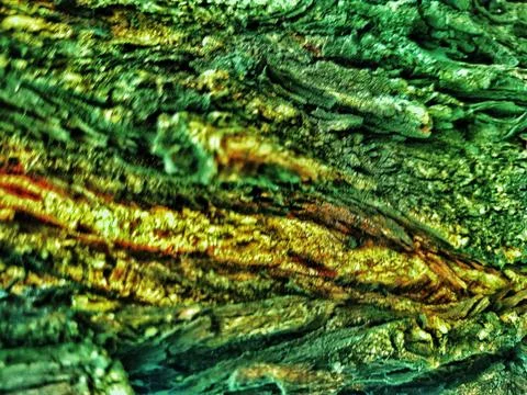 Extreme Close-Up Texture of Rough Tree Bark with Moss and Golden Highlights Stock Photos