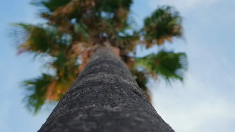 Extreme close-up of textured palm tree bark from below, with a blurred green Stock Footage 344816947