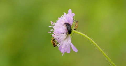 Extreme close up of three different bugs walk on same flower Stock Footage 262643494