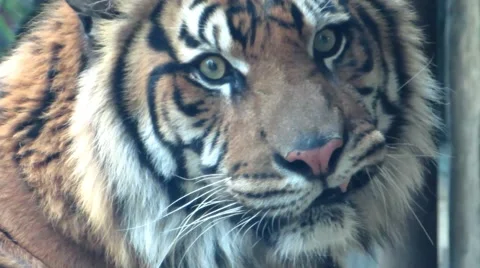 Extreme close up of tiger face 스톡 동영상 61931579