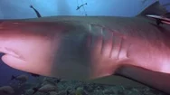 Extreme Close Up Of A Tiger Shark On A Coral Reef In Tahiti Stock Footage