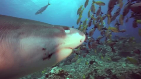 Extreme close up of a tiger shark Stock-Footage 73801298
