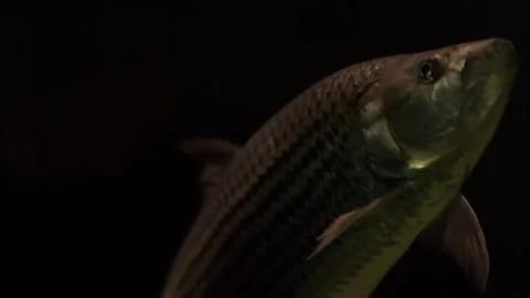 Extreme Close Up of Tigerfish Face in Dark Environment, 4K Stock Footage 337055224