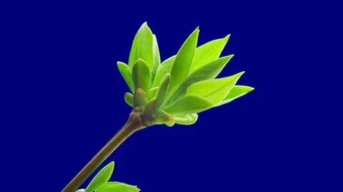 Extreme close-up time lapse of blossoming green leaves isolated Stock Footage 153238260