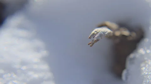 Extreme close-up of time-lapse shot of snow melting on plant somewhere in Utah Stock Footage 52328193