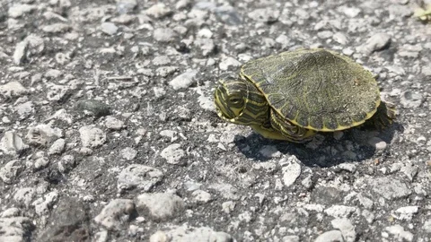 Extreme close up of tiny newly hatched painted turtle on asphalt street Vídeos de archivo 128719445
