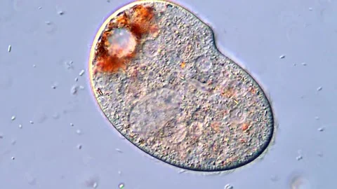 Extreme Close-Up of Tiny Swimming Ciliate Microbes, 400x 動画素材 318947060