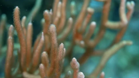 Extreme close up of tips of a gorgonian (soft) coral Stock Footage 149059768