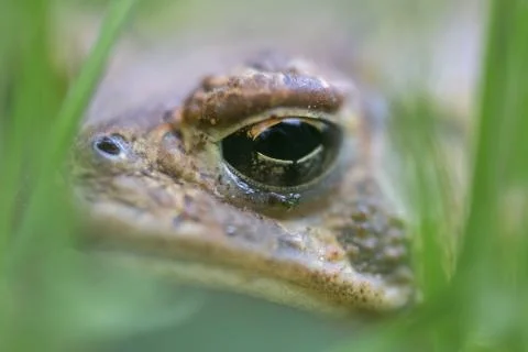 Extreme close up of toad face hiding among green grass Stock Photos