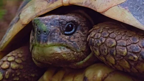 Extreme Close-Up of Tortoise Head with Shell and Scales Stock Footage 315682855
