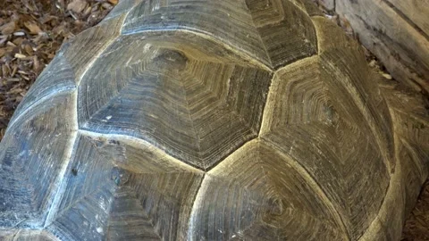 Extreme close up of tortoise shell Stock Footage 187535850