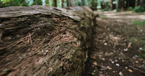 Extreme close up tracking fallen decaying tree Stock Footage 116046531