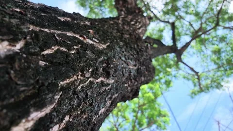 Extreme Close Up of Tree Bark Looking Up into Blurry Green Leaves Vídeos de archivo 345620454