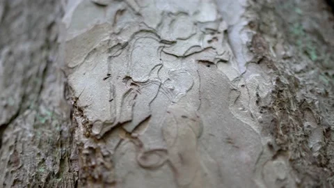 Extreme close up tree bark. Nature. Tilt, real time 4K 库存影片 142136288