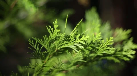 Extreme close up of tree branch Stock Footage 50803286