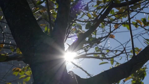 Extreme close up of tree trunk blocking blinding sun 動画素材 170376006