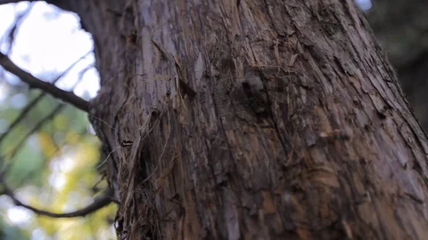 Extreme close up of tree trunk with shredded bark Stock Footage 91753022