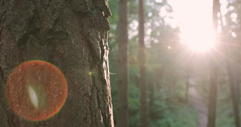 Extreme close up tree trunk with sun in background Stock Footage 116126416