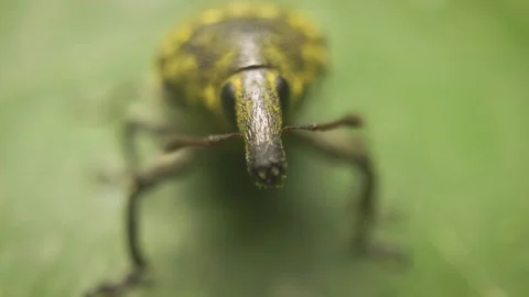 Extreme close-up of the true weevil (Larinus turbinatus) on a leaf . Stock Footage 316483021