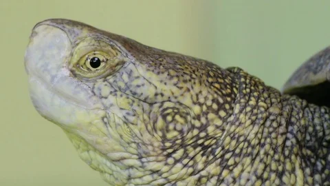 Extreme Close Up Of Turtle Head Stock Footage 79991247