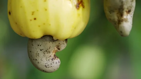 Extreme close up of two cashew nuts hanging from cashew apples Stock Footage 204114662